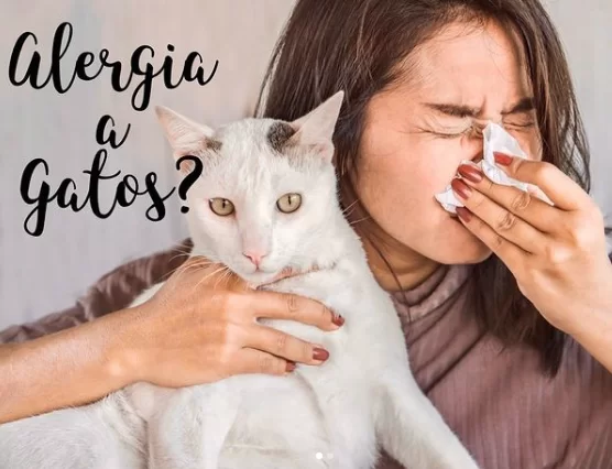 Alergia à gatos: Como controlar o Atchim?